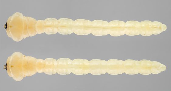Microcastalia globithorax, PL4127A, larva, from Choretrum glomeratum (PJL 3296) stem base, SE, dorsal (above) & ventral (below), 25.0 × 4.8 mm